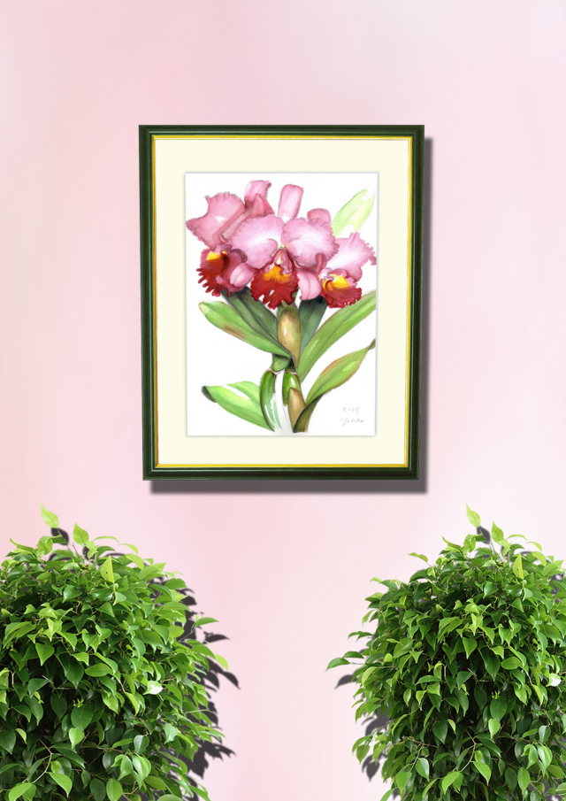 水彩画「カトレア（ピンク）」（絵寸317×409・額寸392×507mm）志村好子