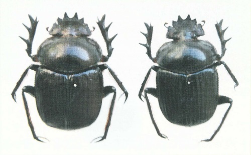 インドネシア産 クワガタ 標本