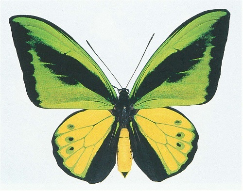 ゴライアストリバネアゲハ！赤紋出現！激レア！ 【公式通販】