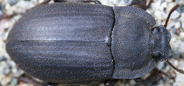 ウズベキスタン産 ゴミムシダマシ 27mm ウズベキスタン産