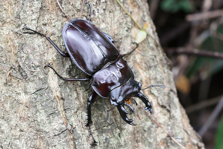 ヤエヤママルバネクワガタ