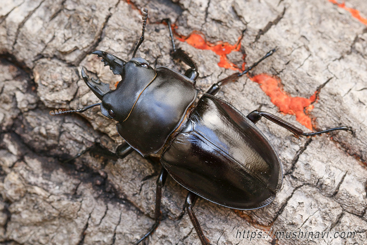 アマミマルバネクワガタ