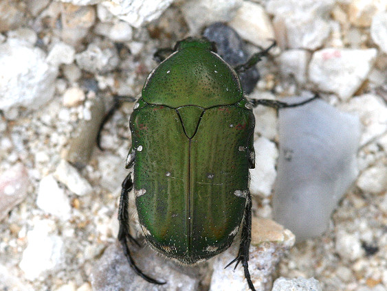 アオヒメハナムグリ（八重山亜種）
