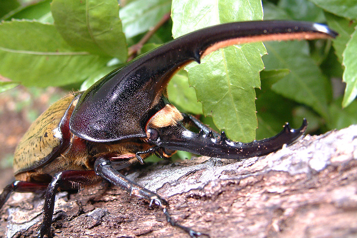 ぷてらす ヘルクレスオオカブト 他 ヘラクレスオオカブト（ヘルクレス