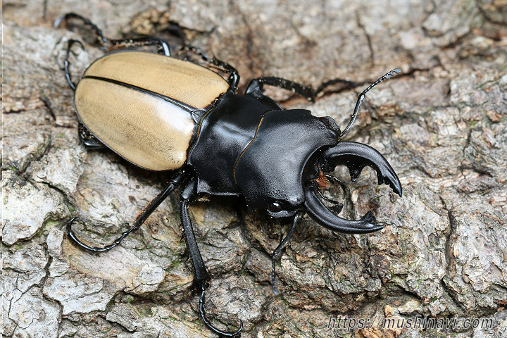 モウホツヤクワガタ(亜種 elegans)