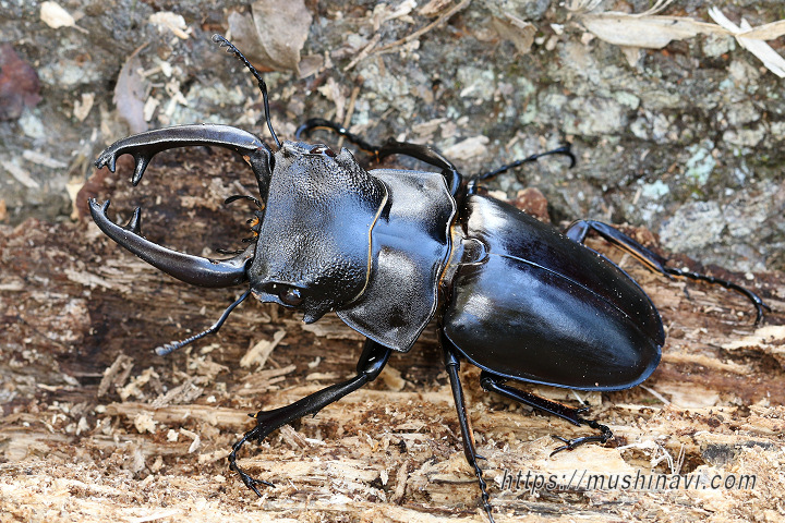 スティーブンスツヤクワガタ