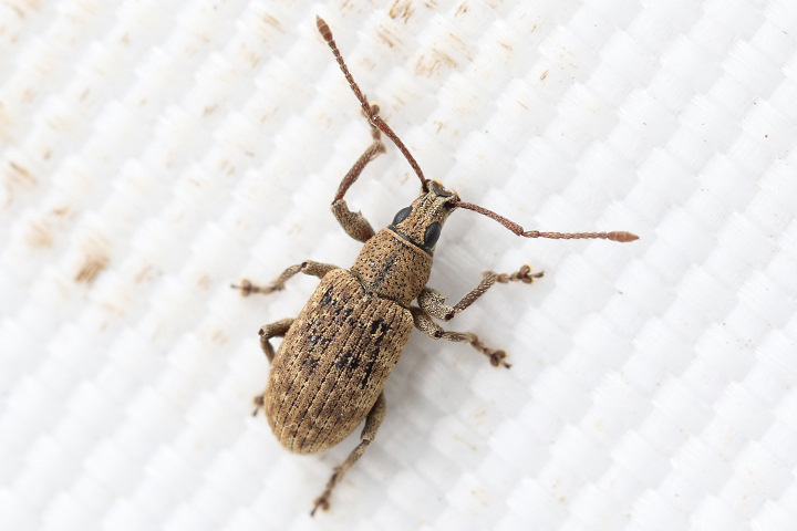 18mmトゲトゲヘンテコゾウムシ Acantholophus 標本 18mmトゲトゲ