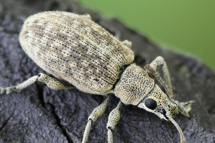 ケブカクチブトゾウムシ
