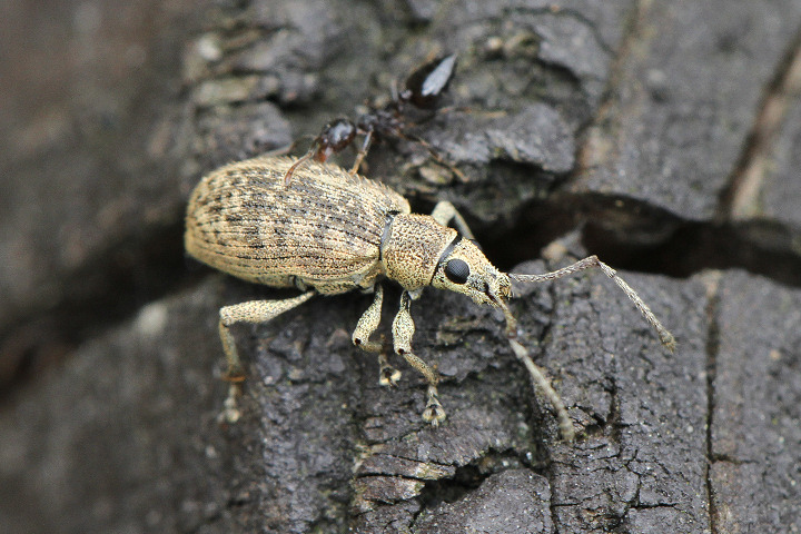 ケブカクチブトゾウムシ