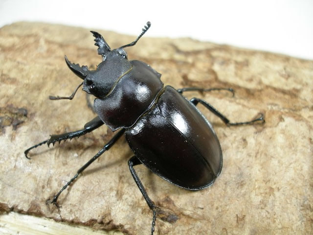 石垣 ヤエヤママルバネ ヤエヤママルバネクワガタ (石垣島於茂登岳産