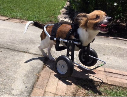 保護犬に前足用車いすを作ってあげたい！あなたの優しさを一緒に届けま