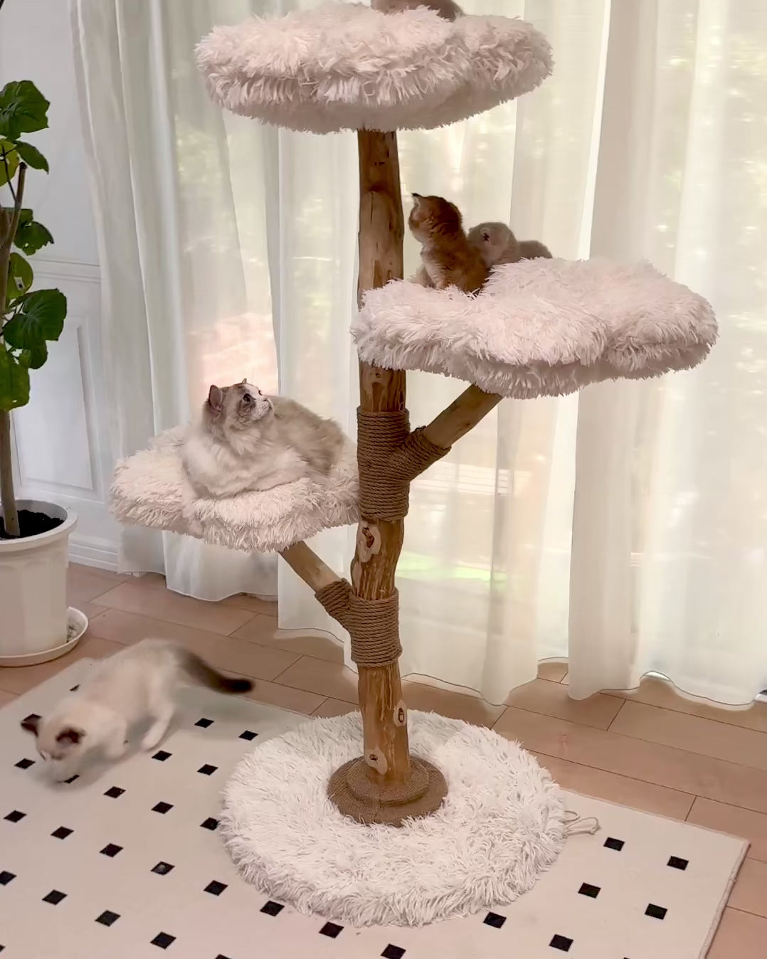 雲にのる】 3段無垢材天然木キャットタワー （翌営業日発送可能