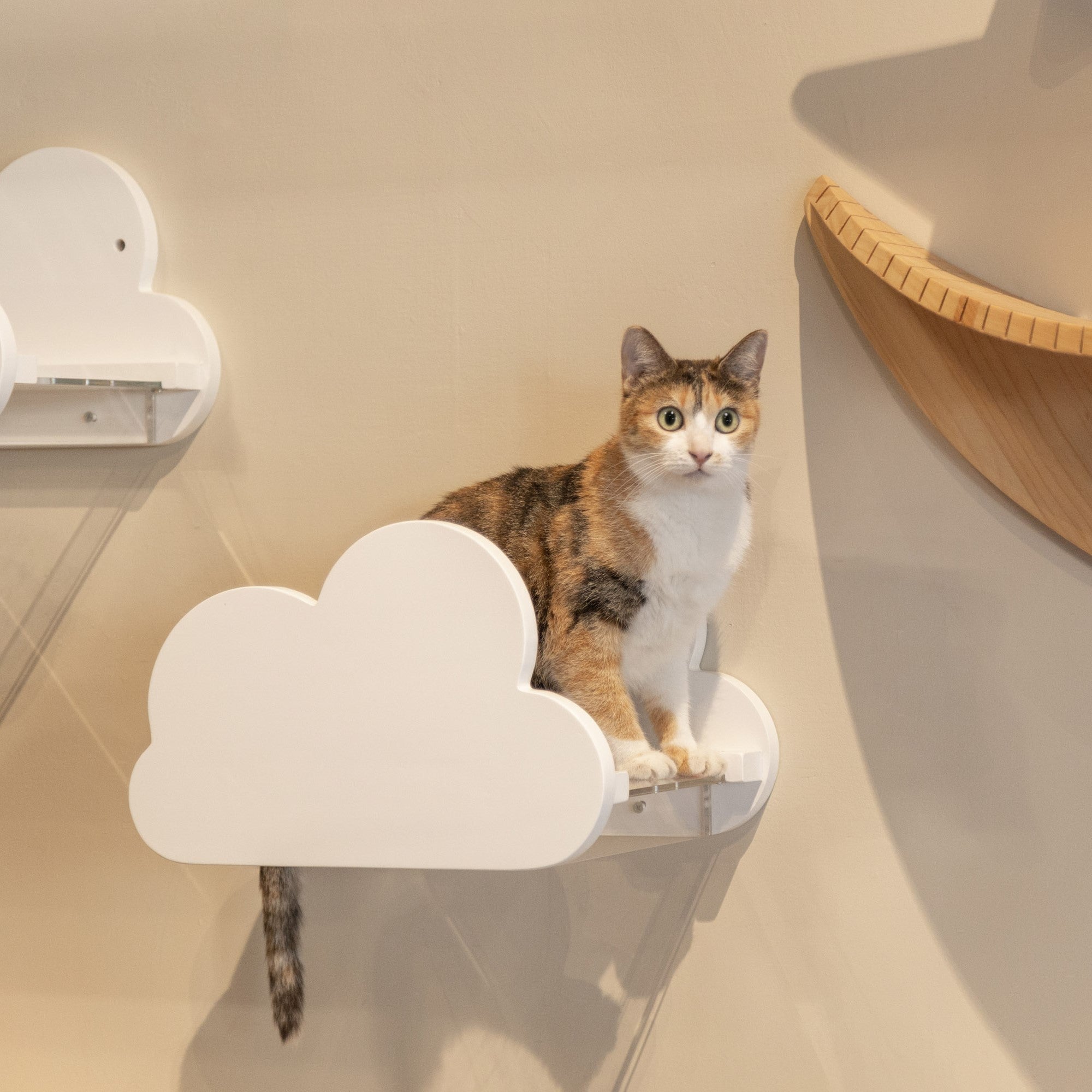 宇宙 ガラスの猫 宇宙 ガラスの猫 宇宙 ガラスの猫 宇宙 ガラスの猫