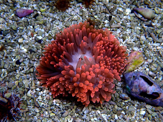 レッドイソギンチャク 海水水槽サンゴ 1個体 サンゴイソギンチャク