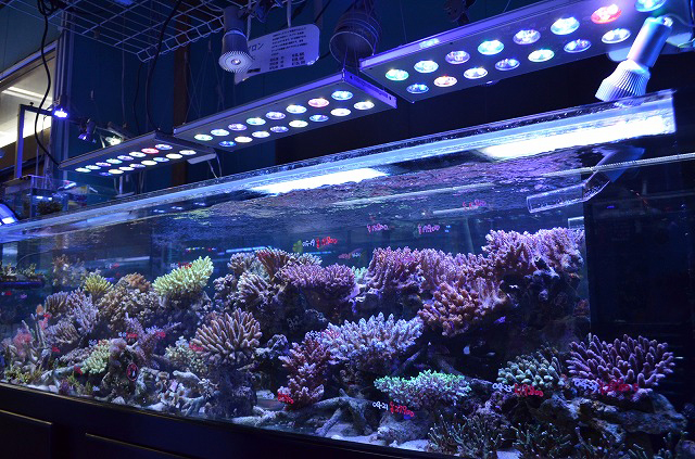 LED照明【レブロン】とは?ミドリイシの色も揚がるハイスペックLED