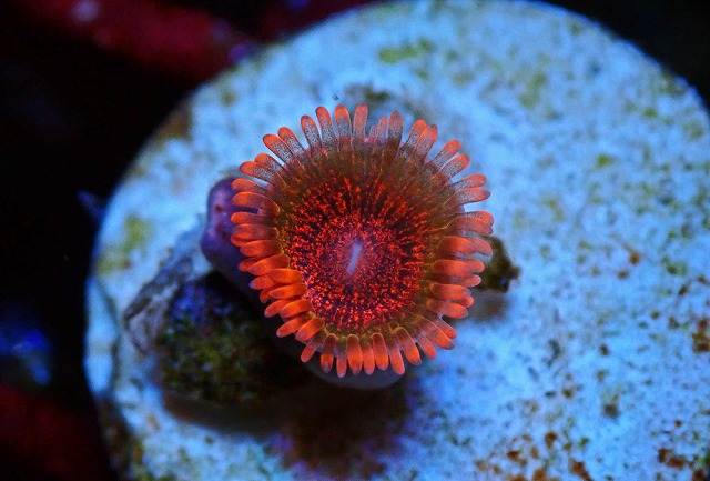 ☆USA高級マメスナ・ストラトスフィア☆【Zoanthids】#超巨大ポリプ