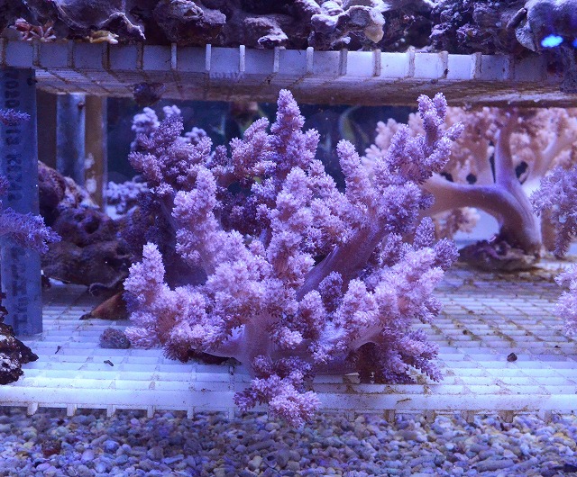 白石オススメ第一弾！！沖縄産ソフトコーラル！！ | 生麦海水魚センター