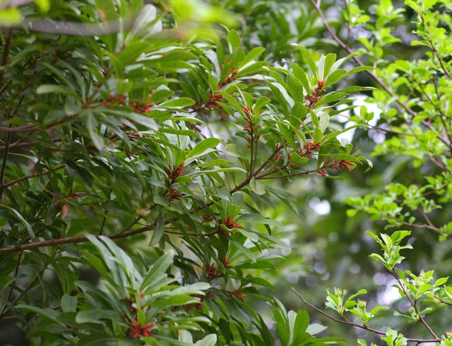 ヤマモモ（山桃）：瑞光（メス木） | nae-ya｜herbal tree shop