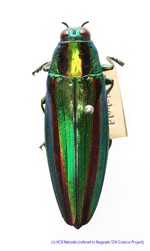 みのり様専用 昆虫標本 昆虫標本作成のための専用のりを発売し