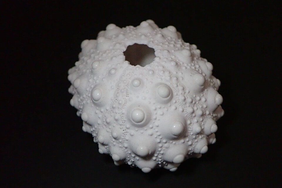 ウニ殻コレクション】なぎさひろいがハマるウニ殻の魅力！？ | うみ