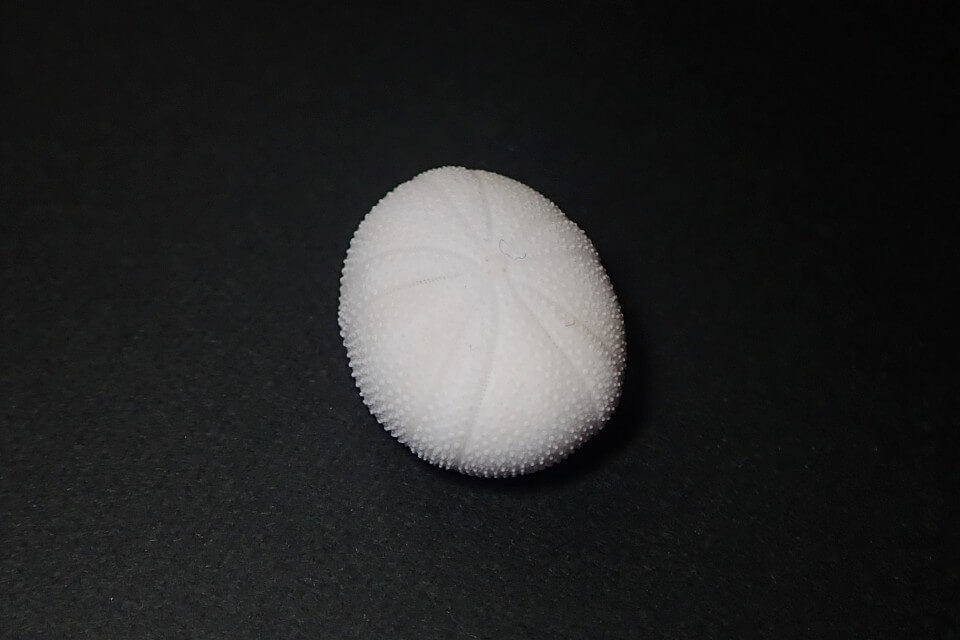 ウニ殻コレクション】なぎさひろいがハマるウニ殻の魅力！？ | うみ