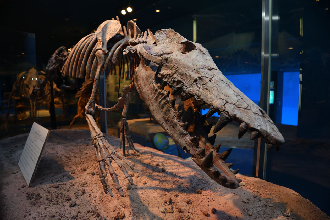 【希少】イルカの骨 美品_7 希少】イルカの骨 美品_7 【公式通販】