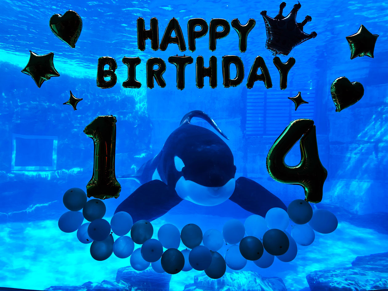 名古屋港水族館 シャチ アース リン セット レア 名古屋港水族館限定