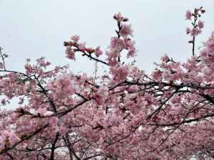 松田山みかんの里「内藤園」＆「 あぐりパーク嵯峨山苑」富士山が