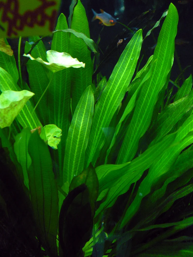 Y*o様 エキノドルス ホレマニー ブラッドレッド エキノドルス