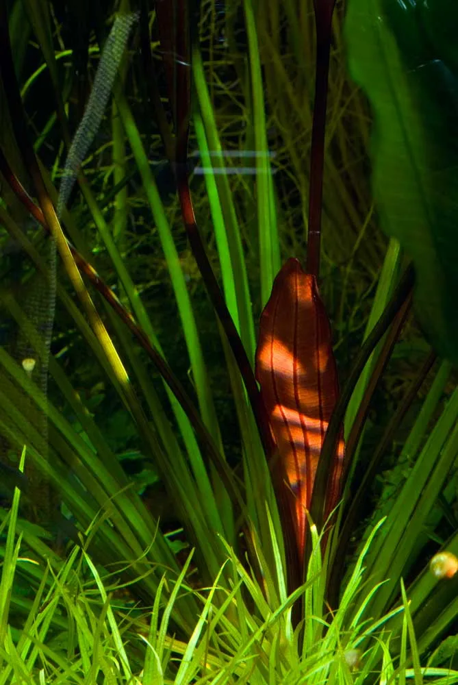 Y*o様 エキノドルス ホレマニー ブラッドレッド エキノドルス