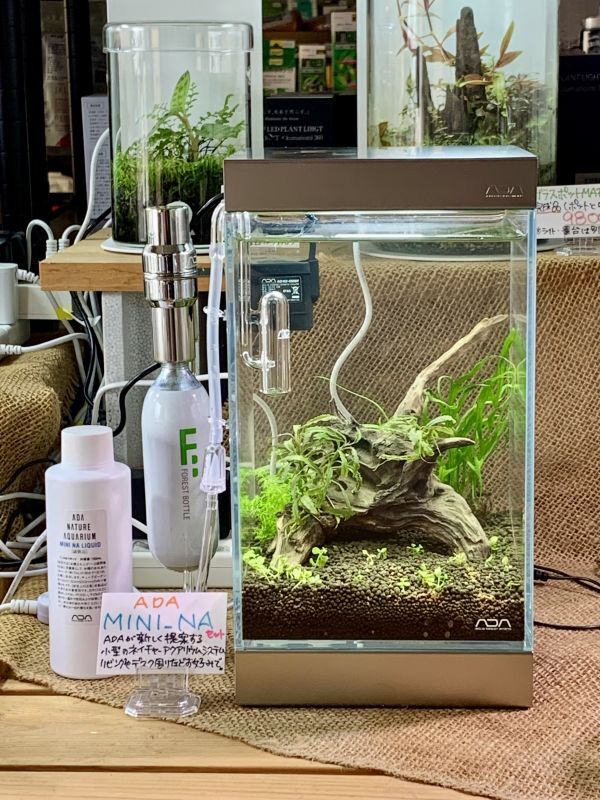 ada dooa 海水魚 セット