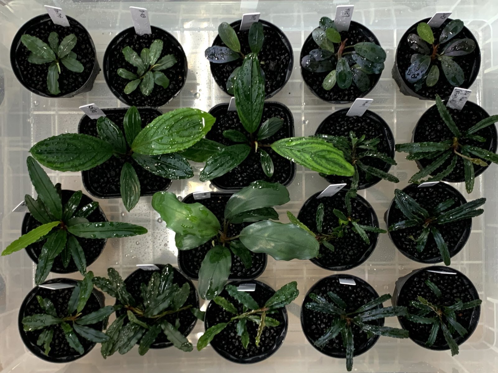 実生ブセ】Bucephalandra AL-hyb.004 実生ブセBucephalandra -Hyb.004