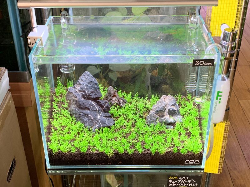 新品】ADA キューブガーデン 30キューブ水槽 【公式通販】