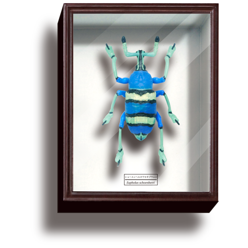 中型標本箱 4箱 楽天市場】バードウィング製 ドイツ型標本箱 BW中型