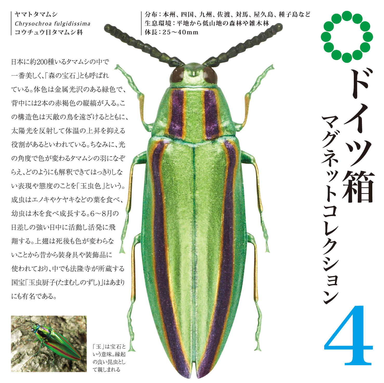 STC ドイツ箱 マグネットコレクション4 – ネイチャーテクニカラー公式