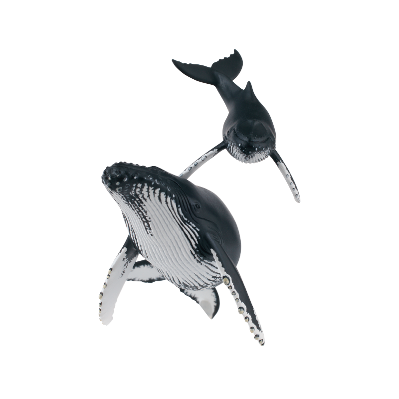 NTC 小笠原 特装版 – ネイチャーテクニカラー公式