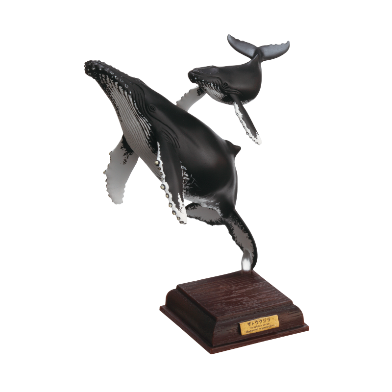 小笠原 ザトウクジラ テストショット ネイチャーテクニカラー いきもん