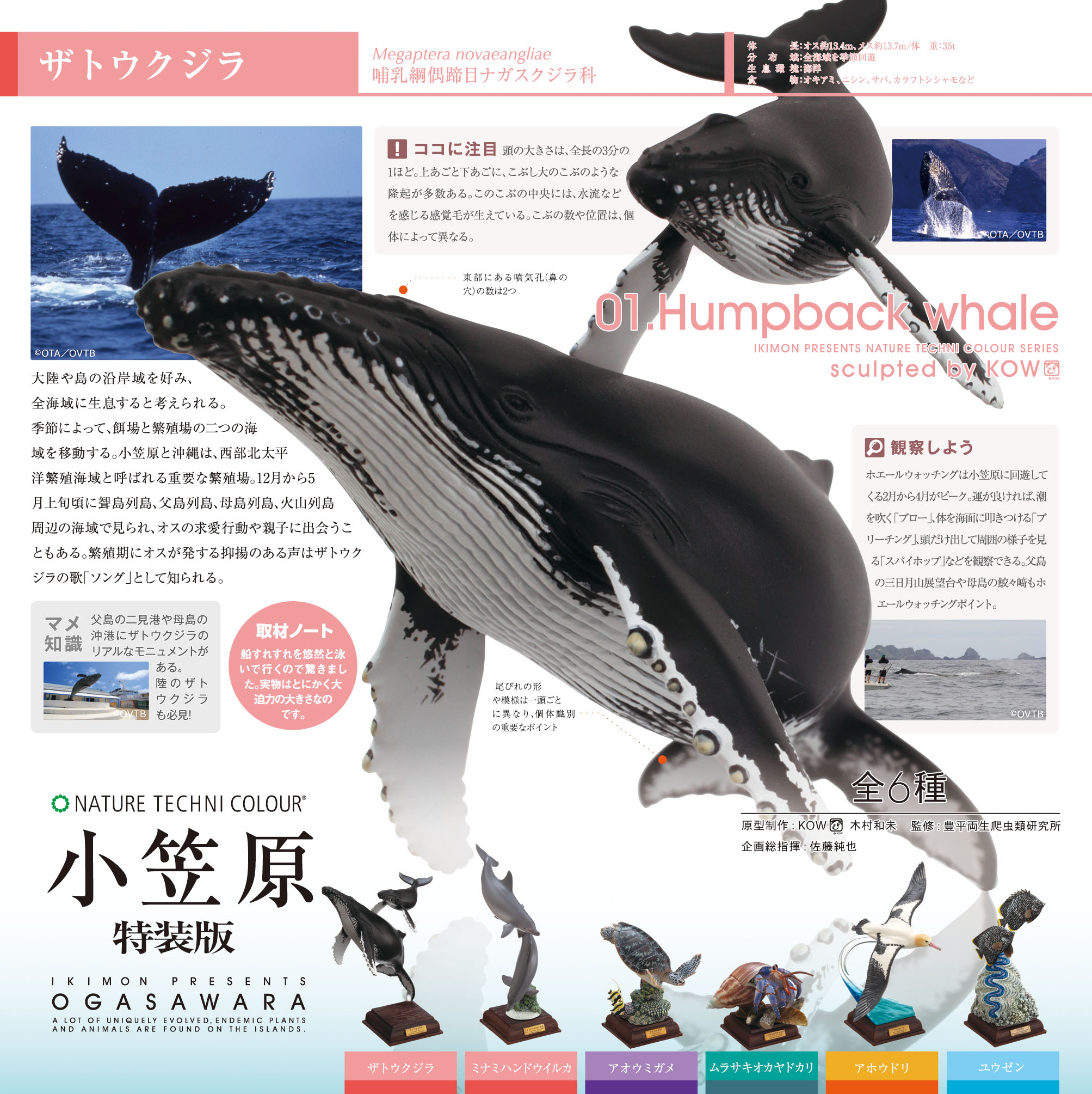 NTC 小笠原 特装版 – ネイチャーテクニカラー公式