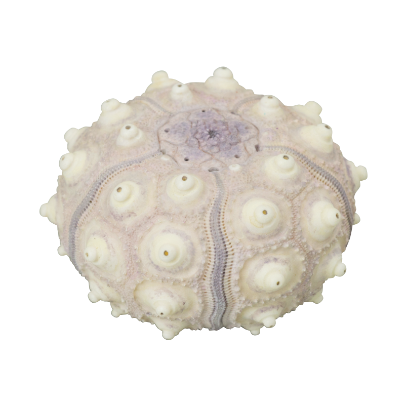 NTC MONO+ ウニ殻 マグネットコレクション – ネイチャーテクニカラー公式