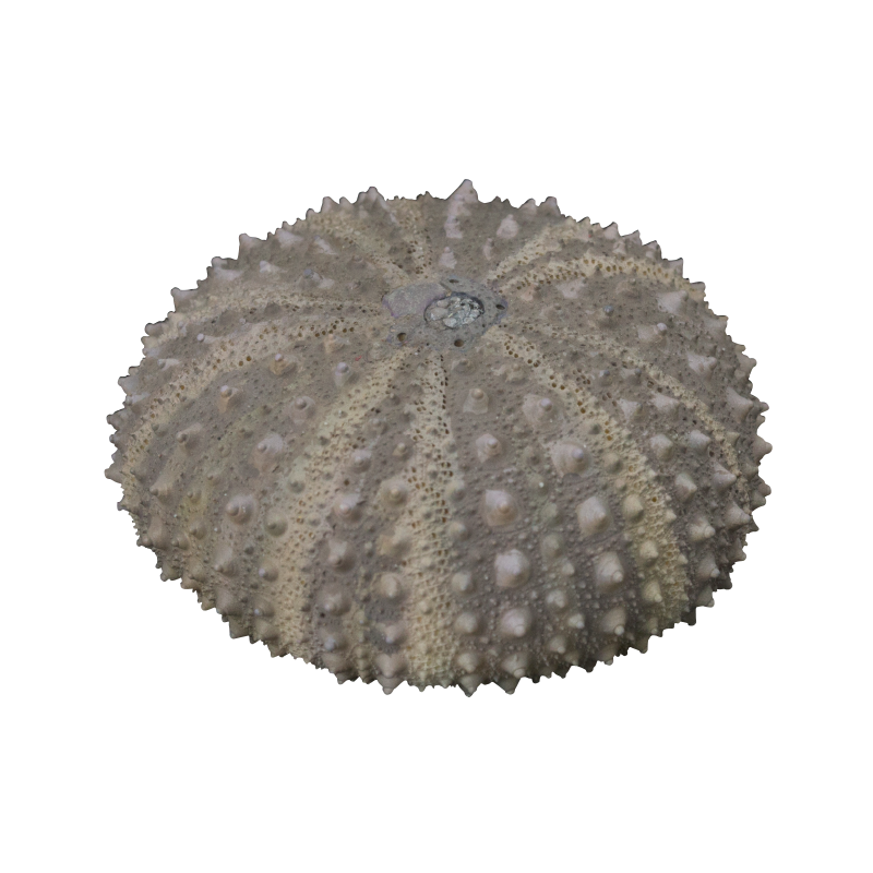 NTC MONO+ ウニ殻 マグネットコレクション – ネイチャーテクニカラー公式