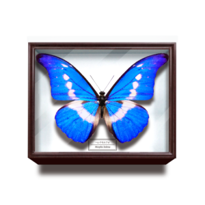 アキレスモルフォ9頭UVドイツ箱 アキレスモルフォ9頭UVドイツ箱