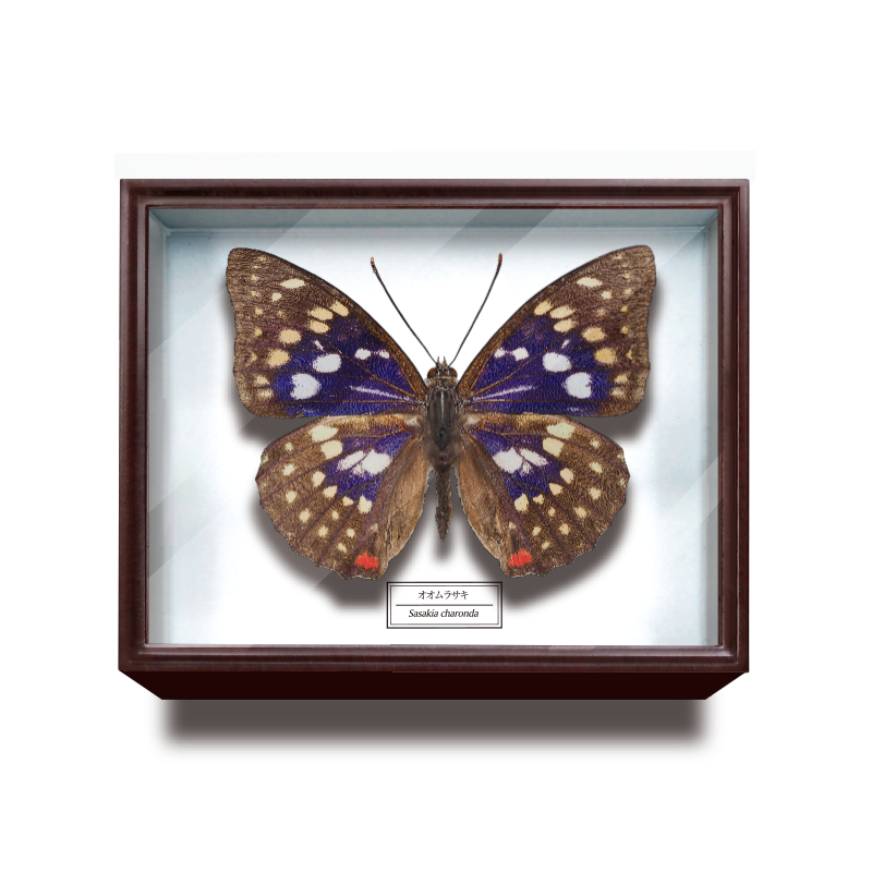 ドイツ箱マグネットコレクション – ネイチャーテクニカラー公式