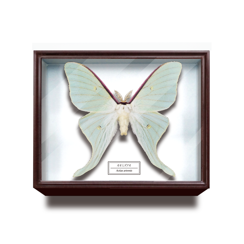 ドイツ箱マグネットコレクション – ネイチャーテクニカラー公式