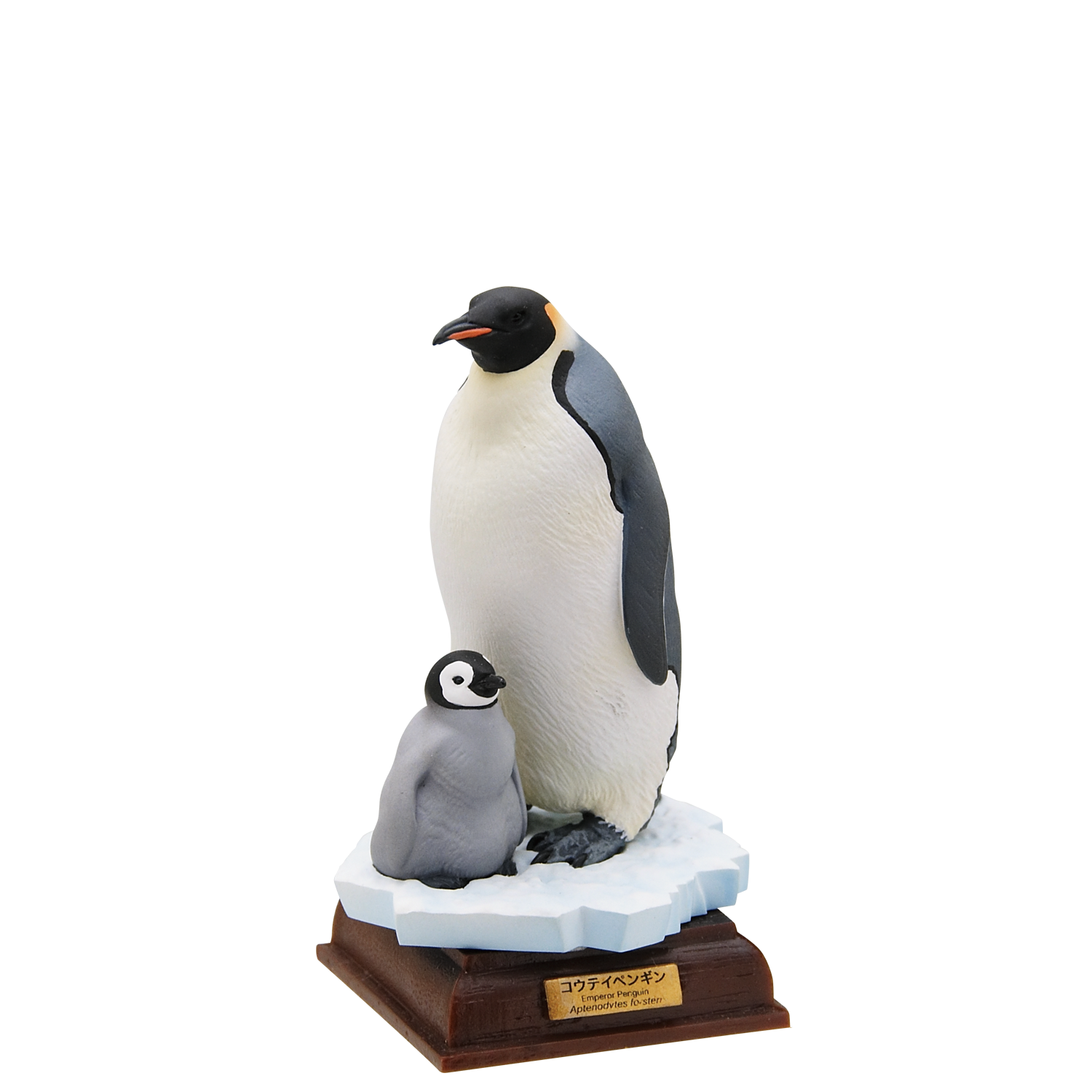 南極 特装版 The South Pole – ネイチャーテクニカラー公式