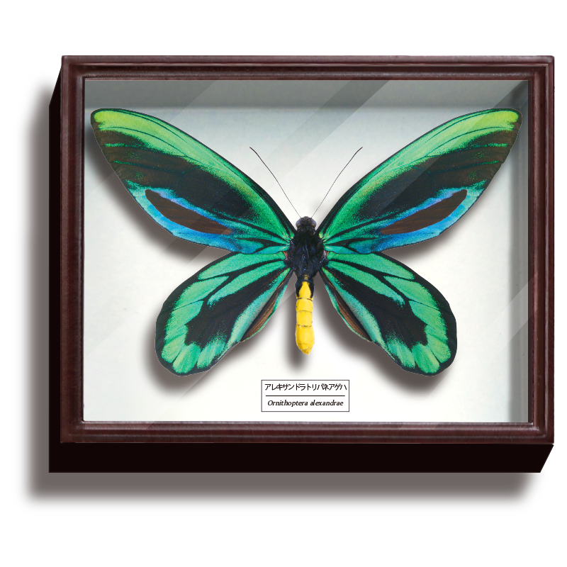 ドイツ箱マグネットコレクション3 – ネイチャーテクニカラー公式