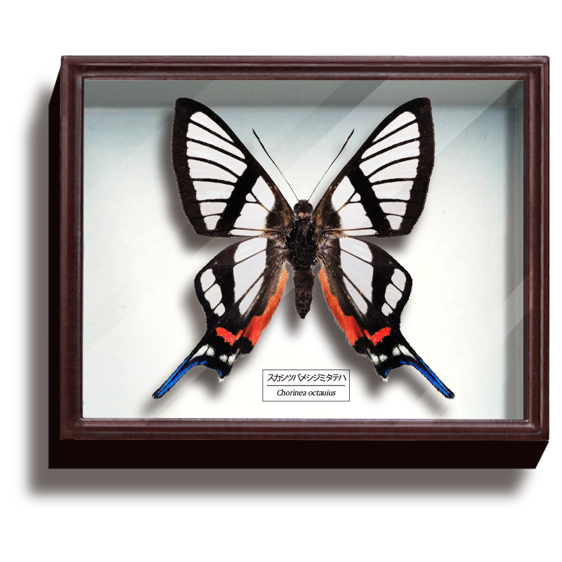 ドイツ箱マグネットコレクション3 – ネイチャーテクニカラー公式