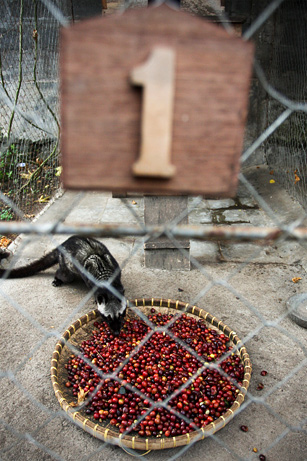 ジャコウネココーヒー豆Luwak coffee 100gx3インドネシア ジャコウネコ