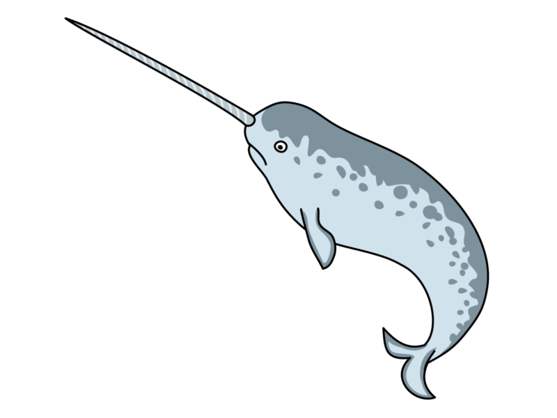 売り切り！一角鯨の角（イッカクのツノ/歯牙） ウニコール！