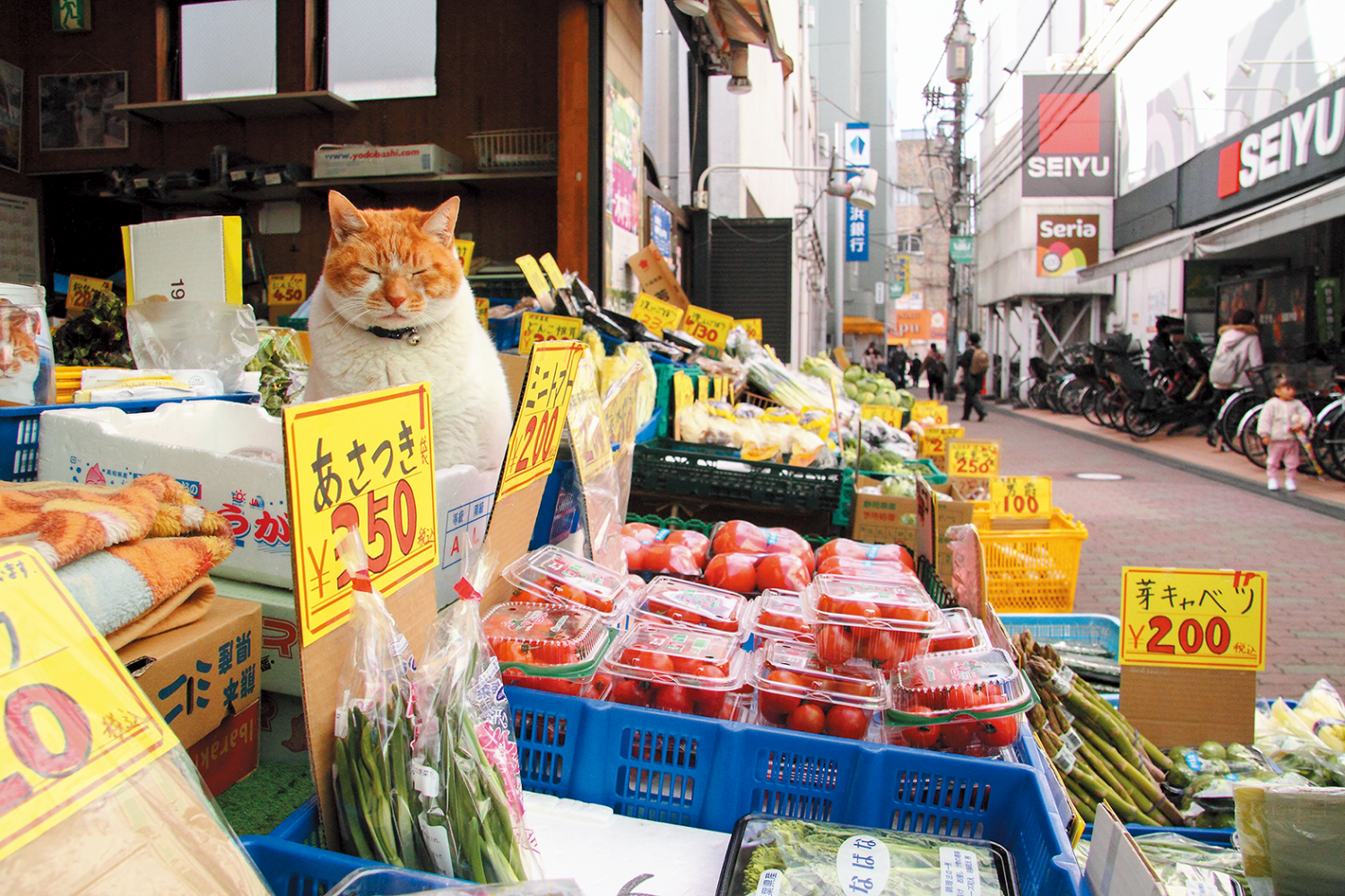 猫は働き者】老舗青果店のアイドル店長・めい