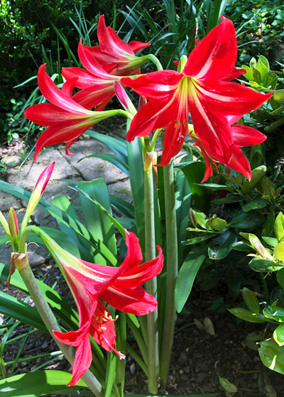 St. Joseph's Lily is Alive and Thriving - Neil Sperry's GARDENS